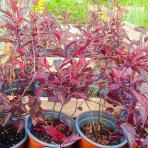 Okrasná slivka (Prunus × cistena) - výška 30-40 cm, kont. C3L